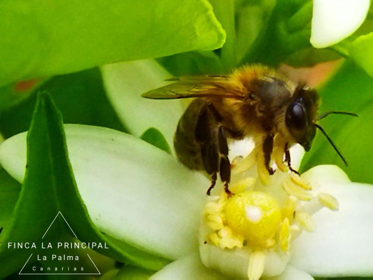 Finca La Principal Breña Alta المظهر الخارجي الصورة