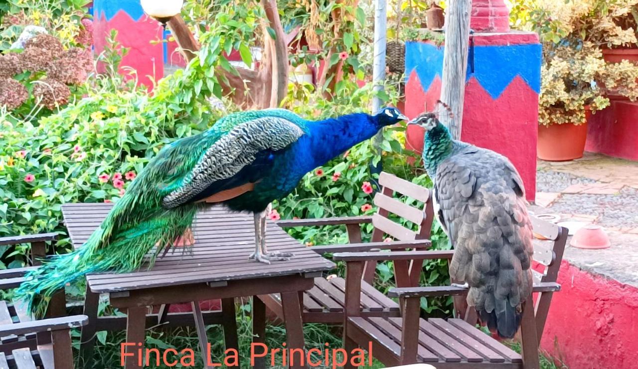 Finca La Principal Breña Alta المظهر الخارجي الصورة