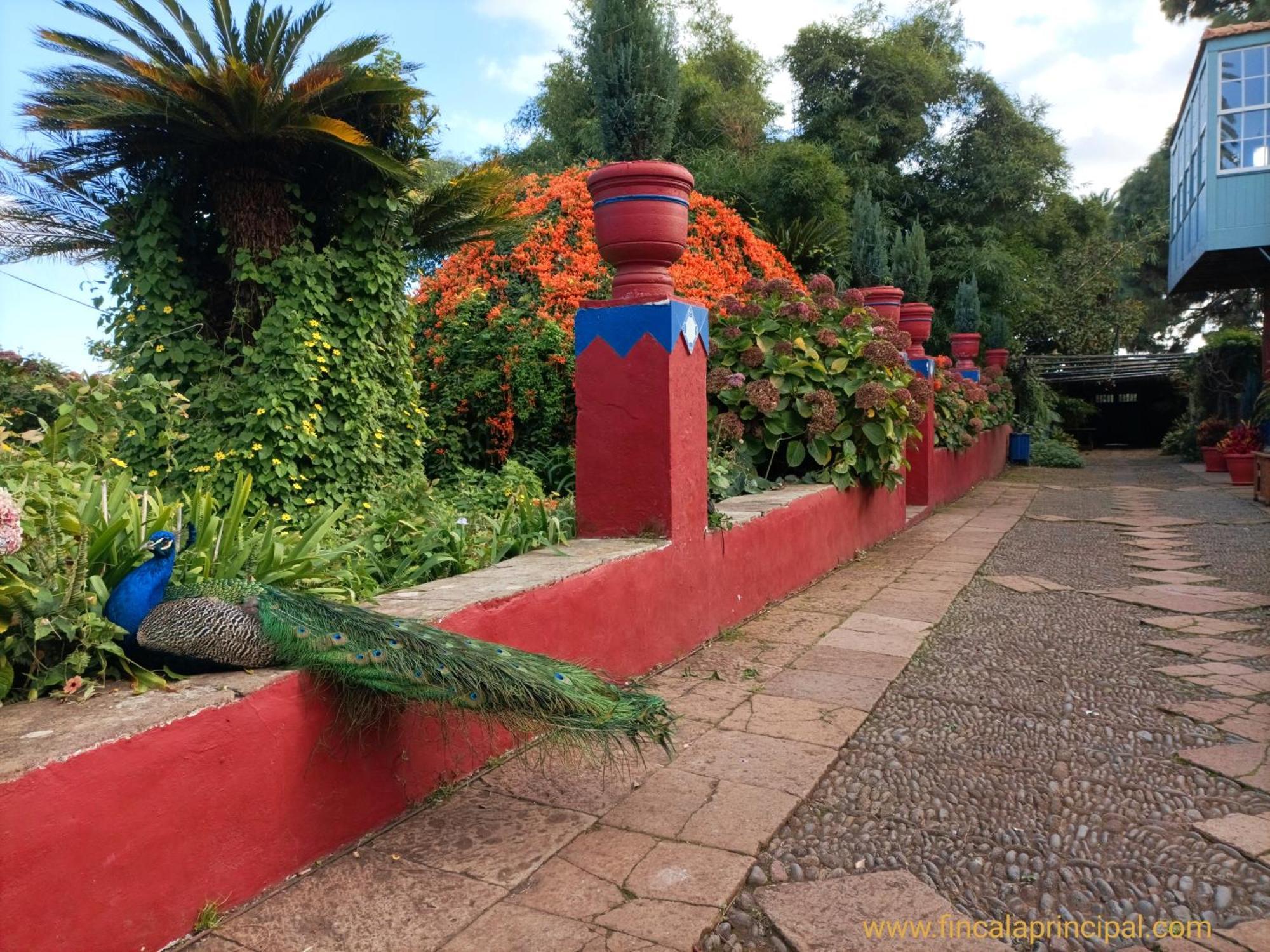 Finca La Principal Breña Alta المظهر الخارجي الصورة