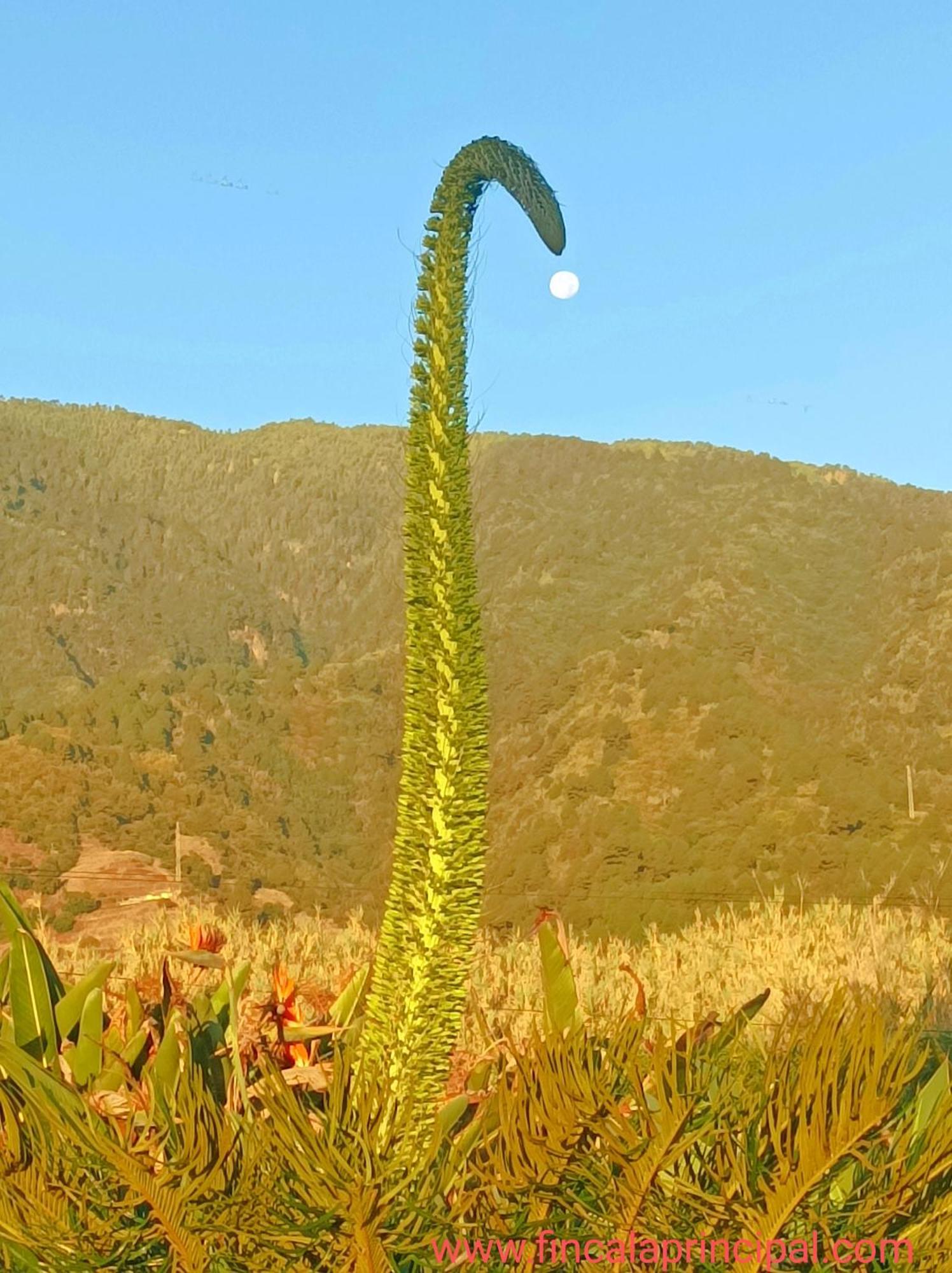Finca La Principal Breña Alta المظهر الخارجي الصورة