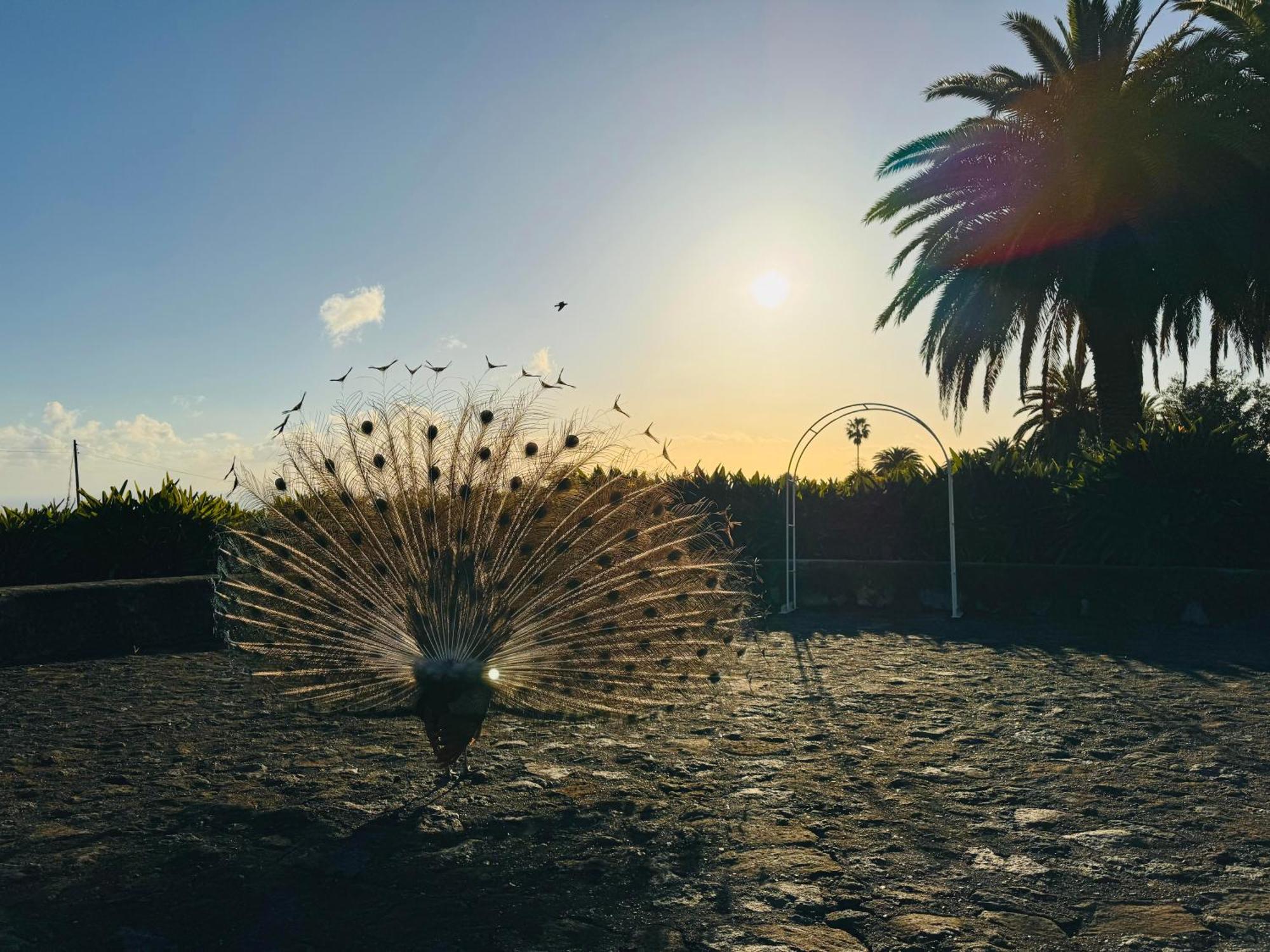 Finca La Principal Breña Alta المظهر الخارجي الصورة