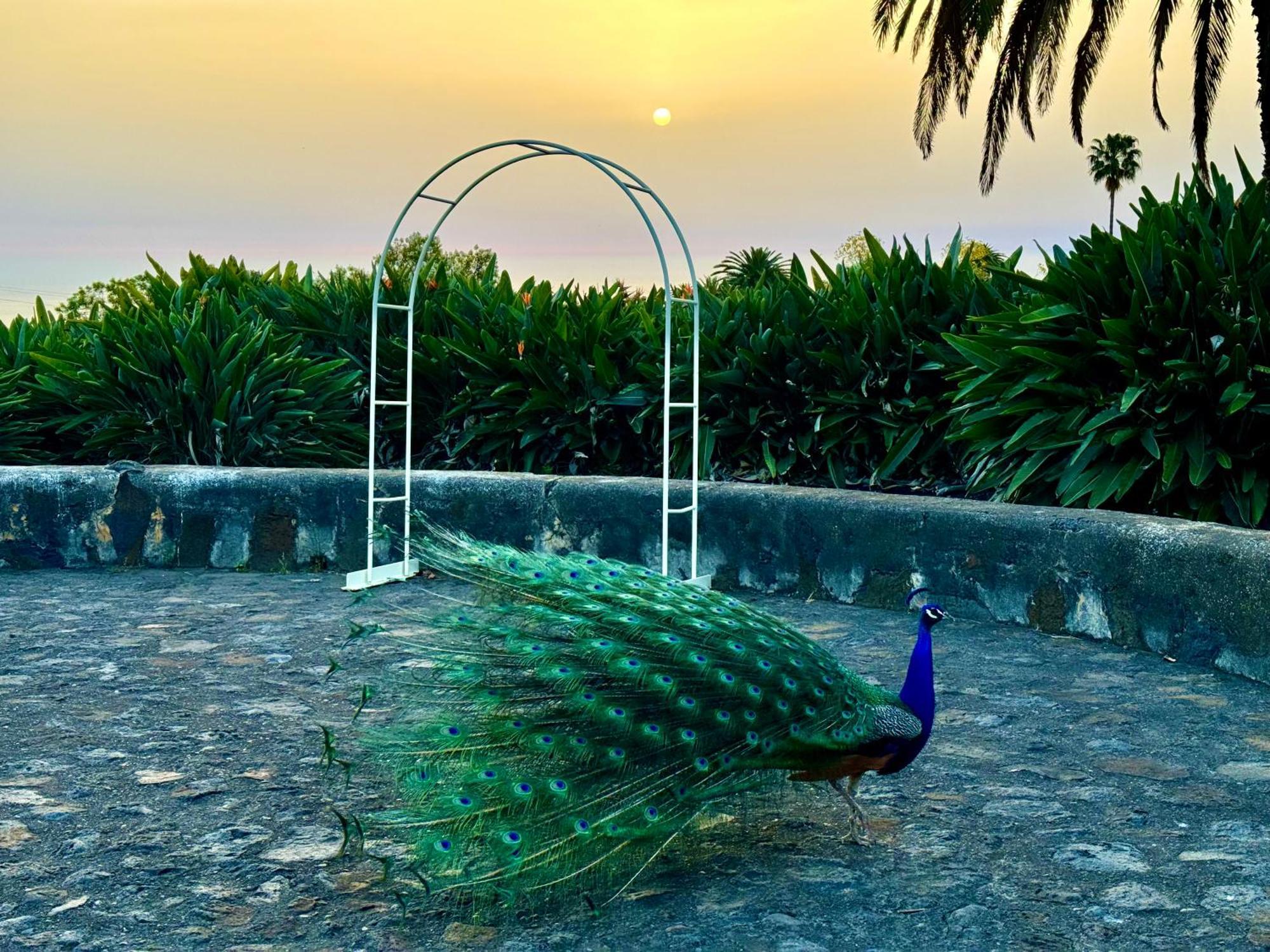 Finca La Principal Breña Alta المظهر الخارجي الصورة